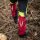 Watex Forstschutz-Bundhose Stretch Forest Jack Red, Farbe: Rot/Anthrazit/Leuchtgelb, Größe: 50/52